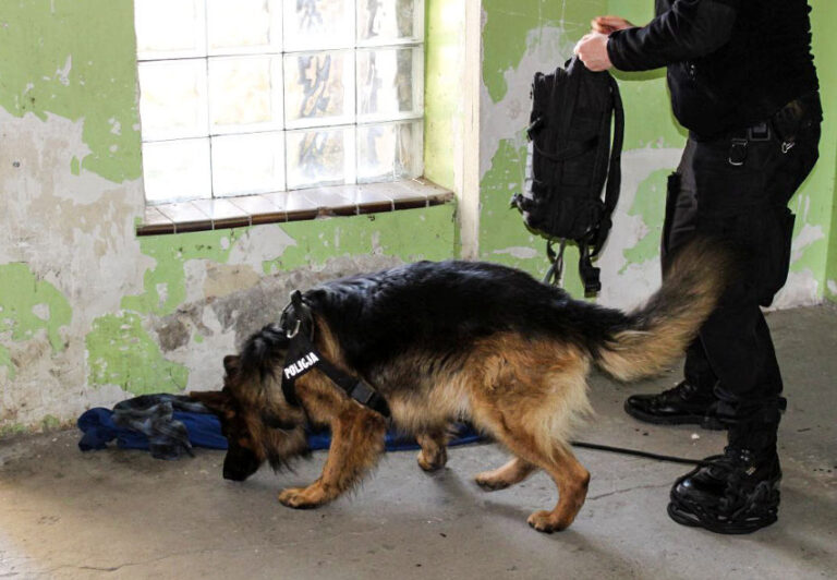 pies-policyjny-poszuk