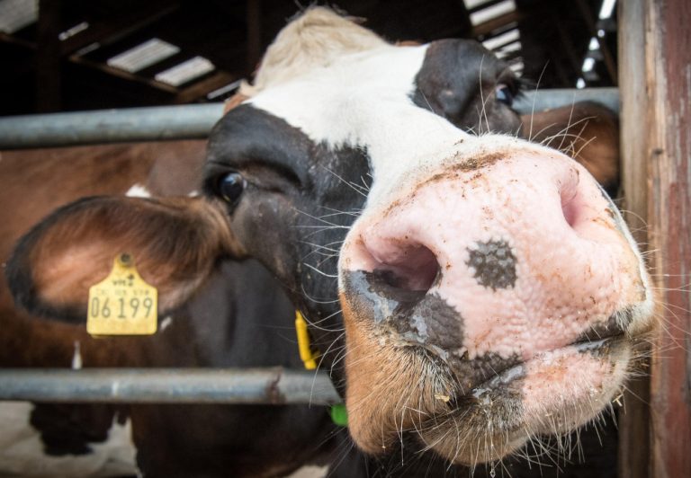 transport-bydla-kontrola